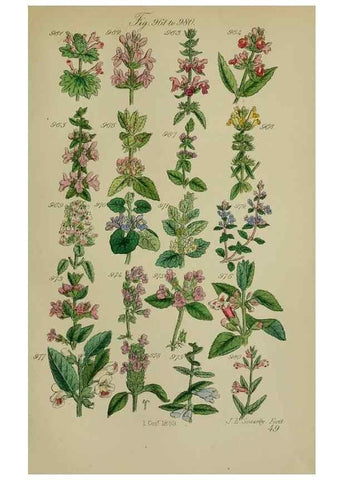 Reproducción/Reproduction 7507520564: British wild flowers.. London,J. Van Voorst,1876.
