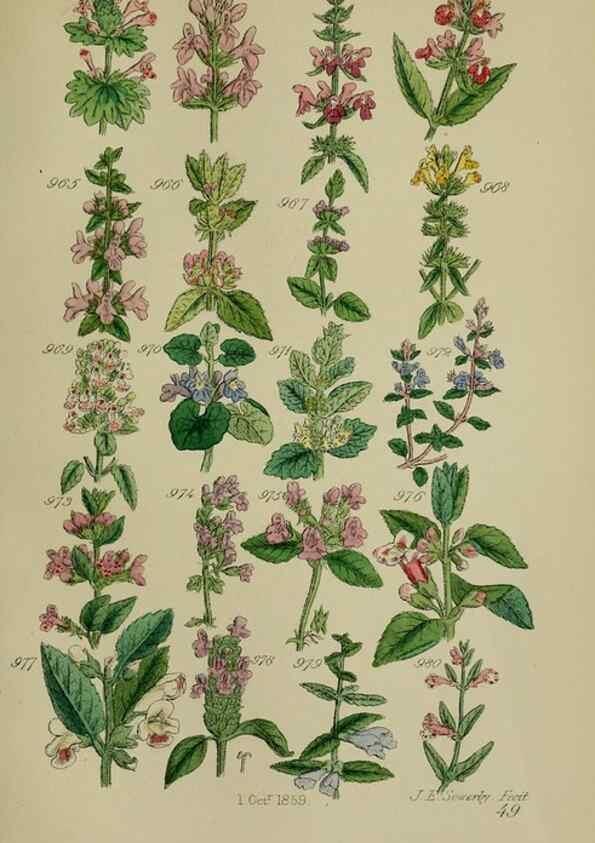 Reproducción/Reproduction 7507520564: British wild flowers.. London,J. Van Voorst,1876.