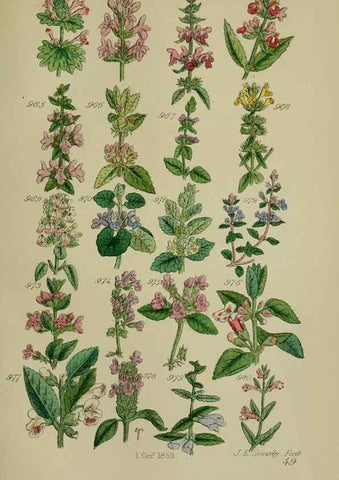 Reproducción/Reproduction 7507520564: British wild flowers.. London,J. Van Voorst,1876.