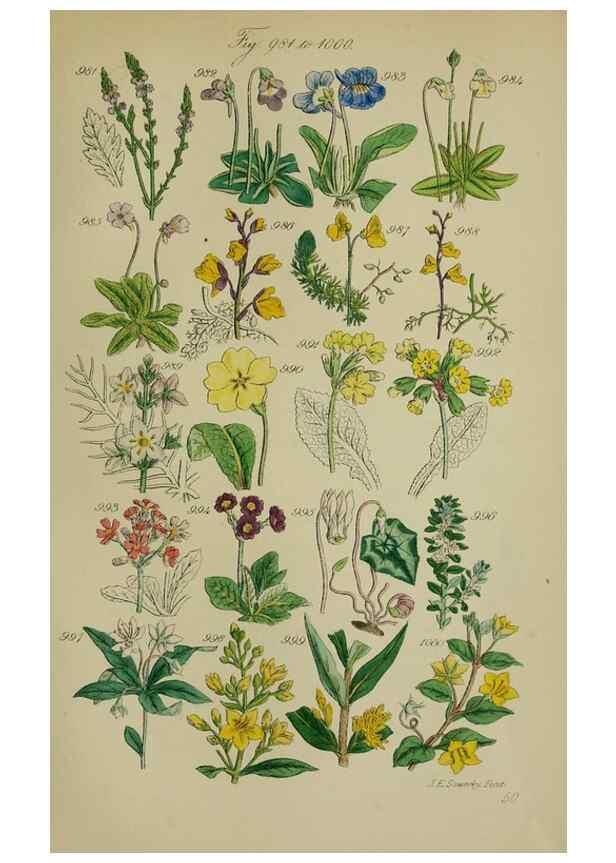 Reproducción/Reproduction 7507522110: British wild flowers.. London,J. Van Voorst,1876.