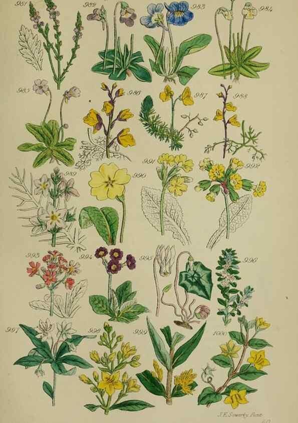 Reproducción/Reproduction 7507522110: British wild flowers.. London,J. Van Voorst,1876.