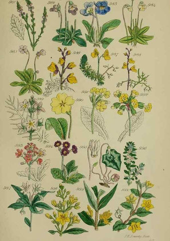 Reproducción/Reproduction 7507522110: British wild flowers.. London,J. Van Voorst,1876.