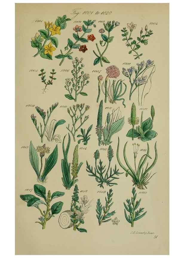 Reproducción/Reproduction 7507523822: British wild flowers.. London,J. Van Voorst,1876.