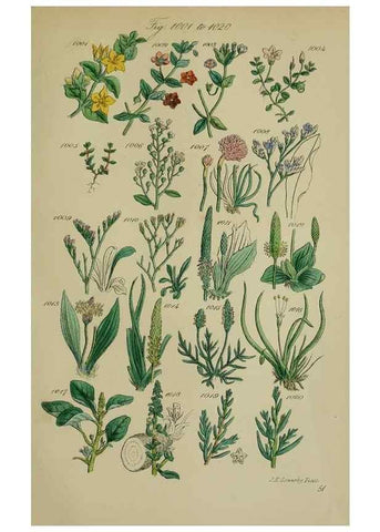 Reproducción/Reproduction 7507523822: British wild flowers.. London,J. Van Voorst,1876.