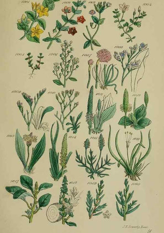 Reproducción/Reproduction 7507523822: British wild flowers.. London,J. Van Voorst,1876.