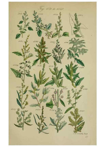 Reproducción/Reproduction 7507525616: British wild flowers.. London,J. Van Voorst,1876.