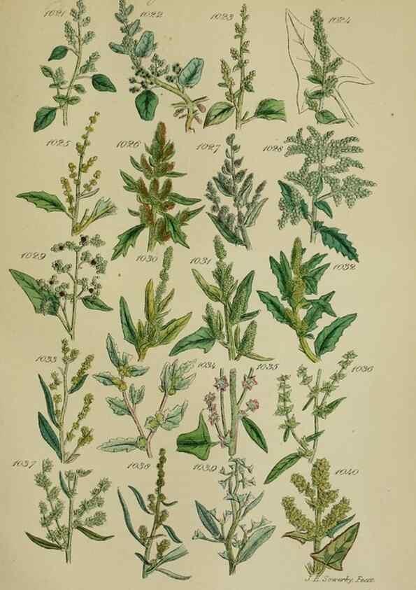 Reproducción/Reproduction 7507525616: British wild flowers.. London,J. Van Voorst,1876.