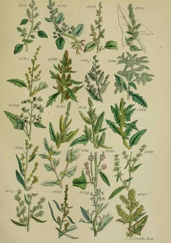 Reproducción/Reproduction 7507525616: British wild flowers.. London,J. Van Voorst,1876.