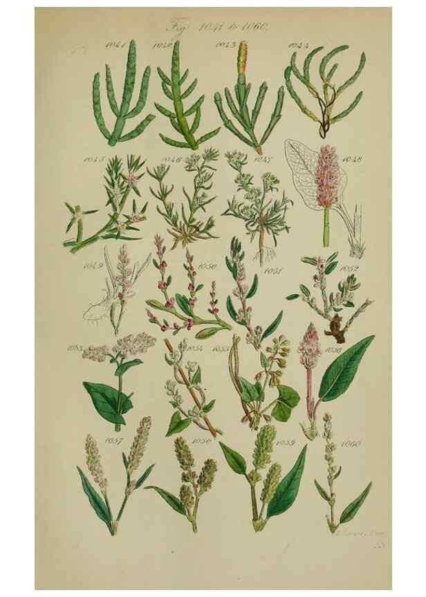 Reproducción/Reproduction 7507527238: British wild flowers.. London,J. Van Voorst,1876.