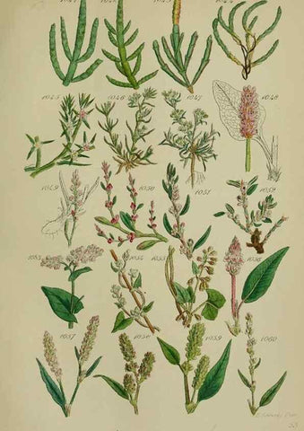 Reproducción/Reproduction 7507527238: British wild flowers.. London,J. Van Voorst,1876.