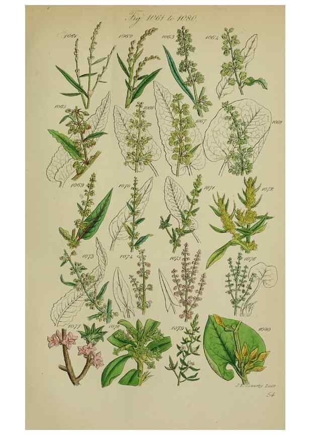 Reproducción/Reproduction 7507529118: British wild flowers.. London,J. Van Voorst,1876.