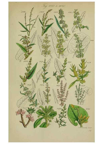Reproducción/Reproduction 7507529118: British wild flowers.. London,J. Van Voorst,1876.