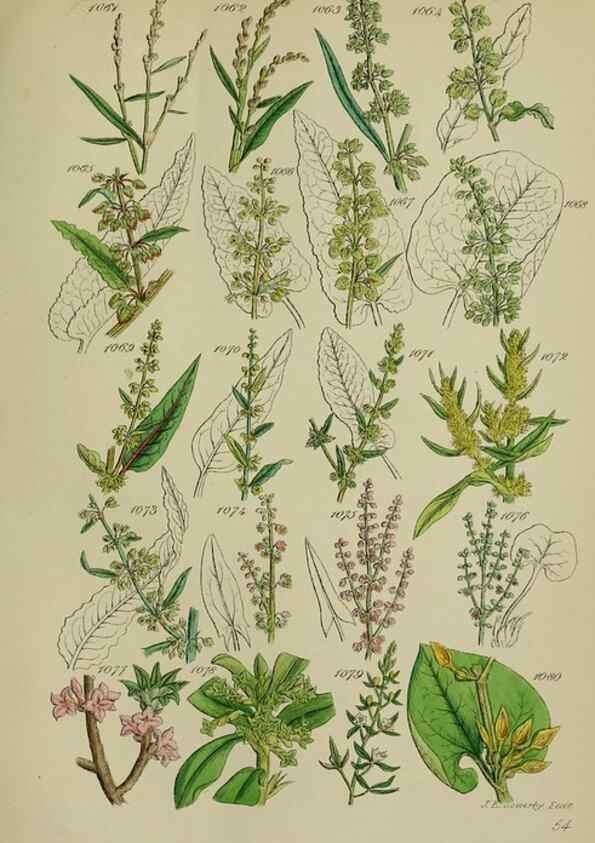 Reproducción/Reproduction 7507529118: British wild flowers.. London,J. Van Voorst,1876.