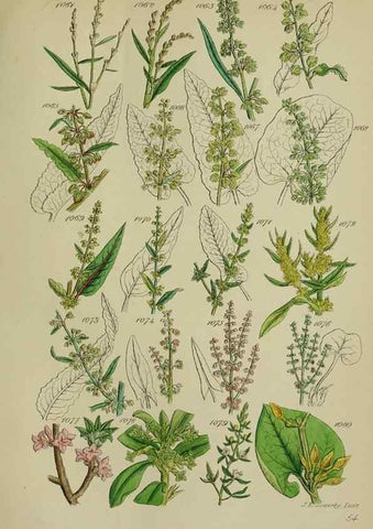 Reproducción/Reproduction 7507529118: British wild flowers.. London,J. Van Voorst,1876.