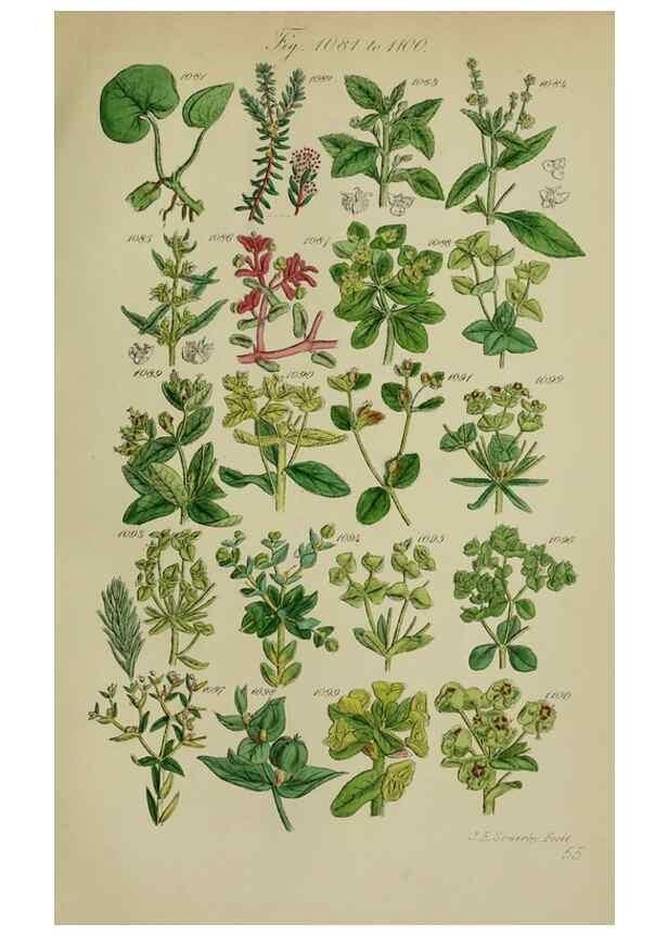 Reproducción/Reproduction 7507530582: British wild flowers.. London,J. Van Voorst,1876.
