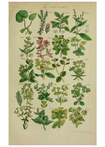 Reproducción/Reproduction 7507530582: British wild flowers.. London,J. Van Voorst,1876.