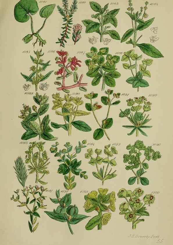 Reproducción/Reproduction 7507530582: British wild flowers.. London,J. Van Voorst,1876.