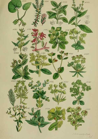 Reproducción/Reproduction 7507530582: British wild flowers.. London,J. Van Voorst,1876.