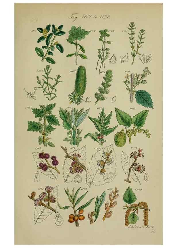Reproducción/Reproduction 7507532398: British wild flowers.. London,J. Van Voorst,1876.