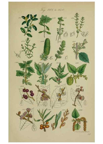 Reproducción/Reproduction 7507532398: British wild flowers.. London,J. Van Voorst,1876.