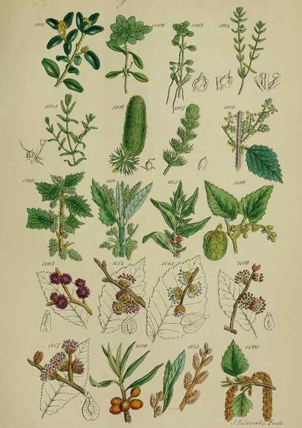 Reproducción/Reproduction 7507532398: British wild flowers.. London,J. Van Voorst,1876.