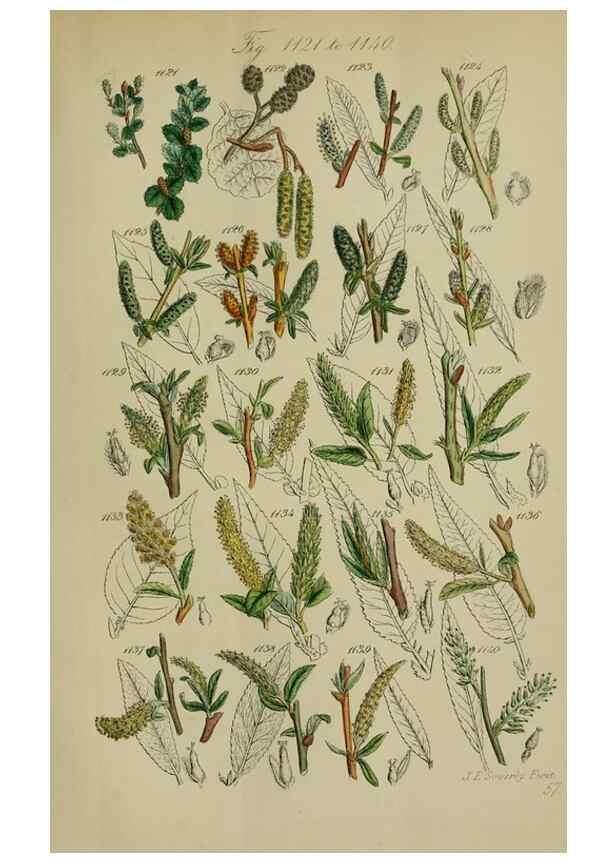 Reproducción/Reproduction 7507534096: British wild flowers.. London,J. Van Voorst,1876.