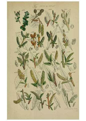 Reproducción/Reproduction 7507534096: British wild flowers.. London,J. Van Voorst,1876.