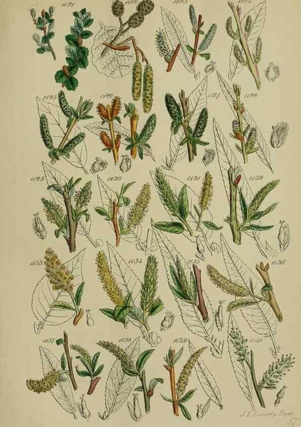 Reproducción/Reproduction 7507534096: British wild flowers.. London,J. Van Voorst,1876.