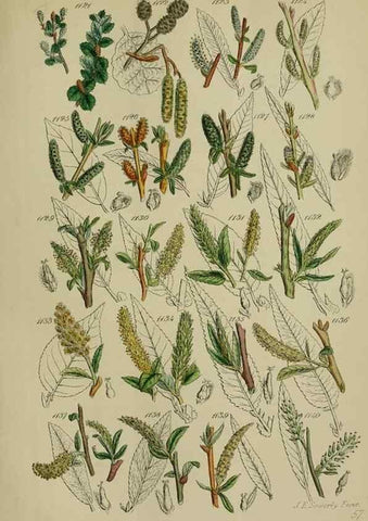 Reproducción/Reproduction 7507534096: British wild flowers.. London,J. Van Voorst,1876.