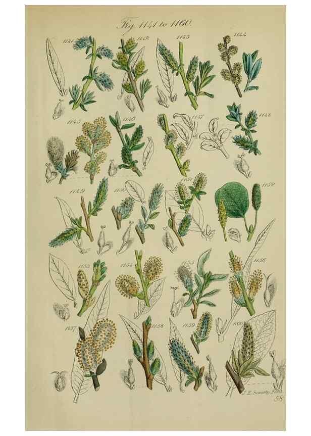 Reproducción/Reproduction 7507535286: British wild flowers.. London,J. Van Voorst,1876.