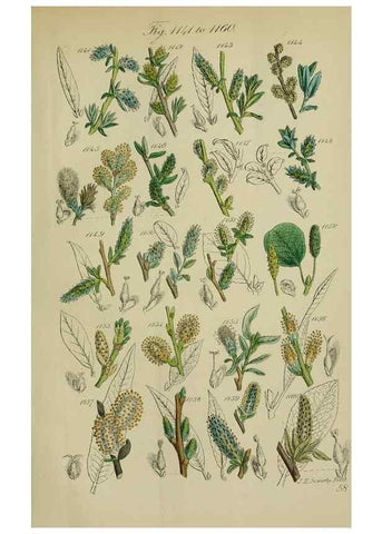 Reproducción/Reproduction 7507535286: British wild flowers.. London,J. Van Voorst,1876.