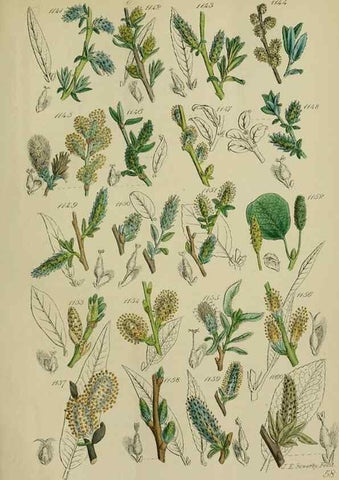 Reproducción/Reproduction 7507535286: British wild flowers.. London,J. Van Voorst,1876.