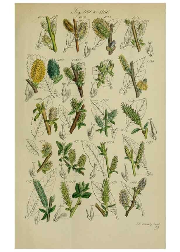 Reproducción/Reproduction 7507536348: British wild flowers.. London,J. Van Voorst,1876.