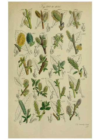 Reproducción/Reproduction 7507536348: British wild flowers.. London,J. Van Voorst,1876.
