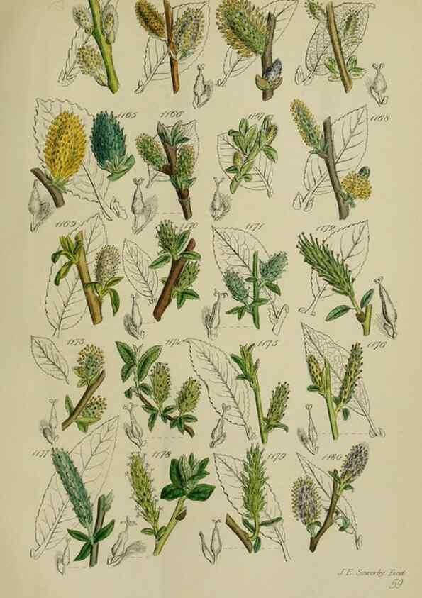 Reproducción/Reproduction 7507536348: British wild flowers.. London,J. Van Voorst,1876.