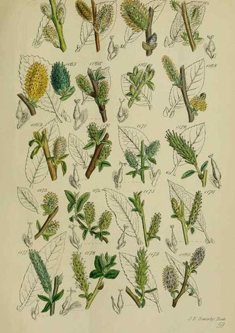 Reproducción/Reproduction 7507536348: British wild flowers.. London,J. Van Voorst,1876.