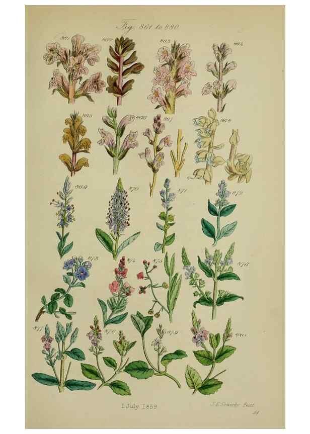 Reproducción/Reproduction 7507512740: British wild flowers.. London,J. Van Voorst,1876.