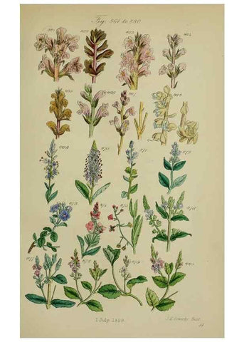 Reproducción/Reproduction 7507512740: British wild flowers.. London,J. Van Voorst,1876.