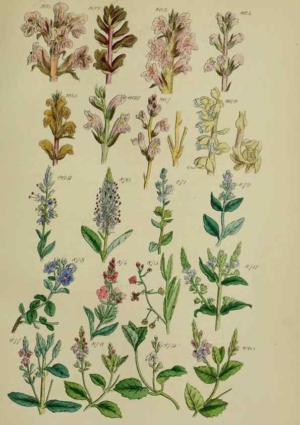 Reproducción/Reproduction 7507512740: British wild flowers.. London,J. Van Voorst,1876.