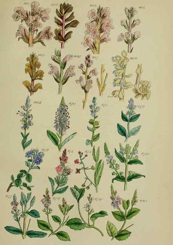Reproducción/Reproduction 7507512740: British wild flowers.. London,J. Van Voorst,1876.