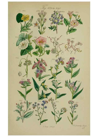 Reproducción/Reproduction 7507509534: British wild flowers.. London,J. Van Voorst,1876.