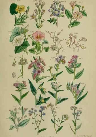 Reproducción/Reproduction 7507509534: British wild flowers.. London,J. Van Voorst,1876.