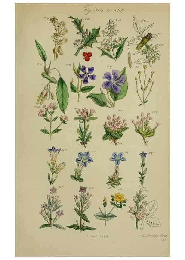 Reproducción/Reproduction 7507508072: British wild flowers.. London,J. Van Voorst,1876.
