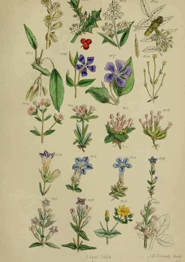 Reproducción/Reproduction 7507508072: British wild flowers.. London,J. Van Voorst,1876.