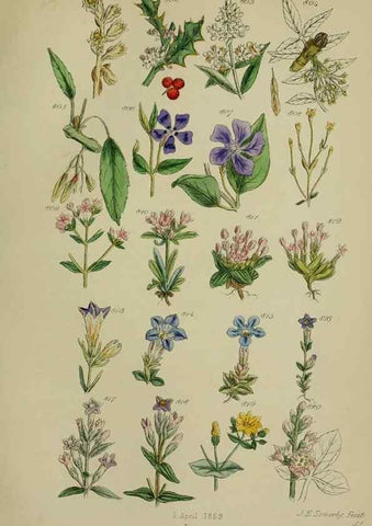 Reproducción/Reproduction 7507508072: British wild flowers.. London,J. Van Voorst,1876.
