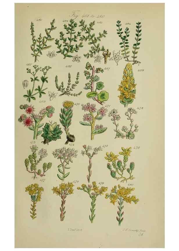 Reproducción/Reproduction 7507486736: British wild flowers.. London,J. Van Voorst,1876.
