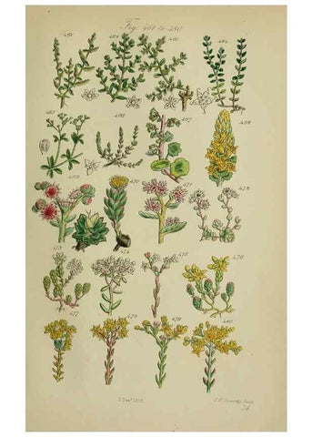 Reproducción/Reproduction 7507486736: British wild flowers.. London,J. Van Voorst,1876.