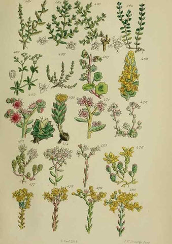 Reproducción/Reproduction 7507486736: British wild flowers.. London,J. Van Voorst,1876.
