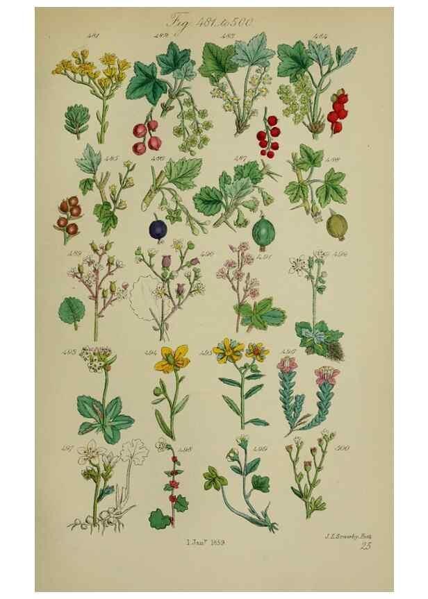 Reproducción/Reproduction 7507487950: British wild flowers.. London,J. Van Voorst,1876.
