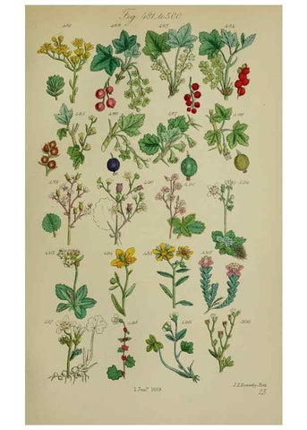 Reproducción/Reproduction 7507487950: British wild flowers.. London,J. Van Voorst,1876.